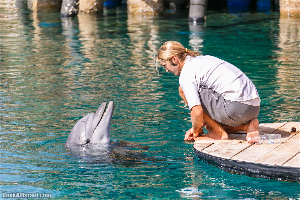 LookAtIsrael.com - Фото путешествия по Израилю | Дельфиний риф в Эйлате. Дельфинарий | Dolphins reef in Eilat | דולפינריום באילת