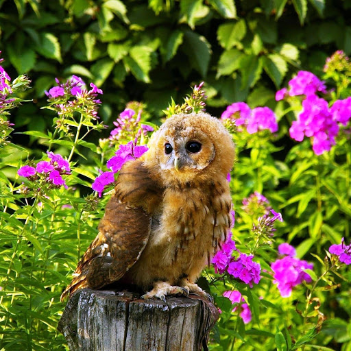 Hd-145907-ascw145907