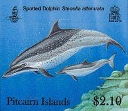 dolphins210c