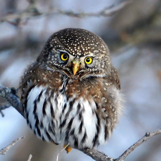 Hd-180088-ascw180088