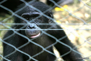 Bonobo captif au sanctuaire Loyola Ya Bonobo, Kinshasa, 2003.