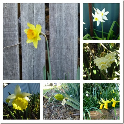 Daffodils & Jonquils