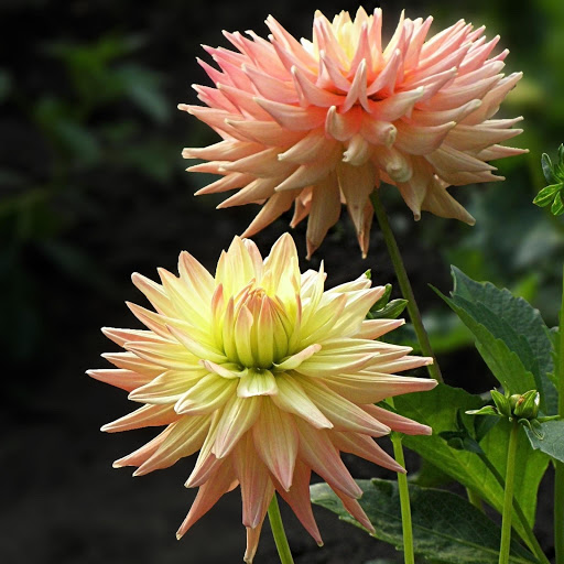 Hd-168334-ascw168334