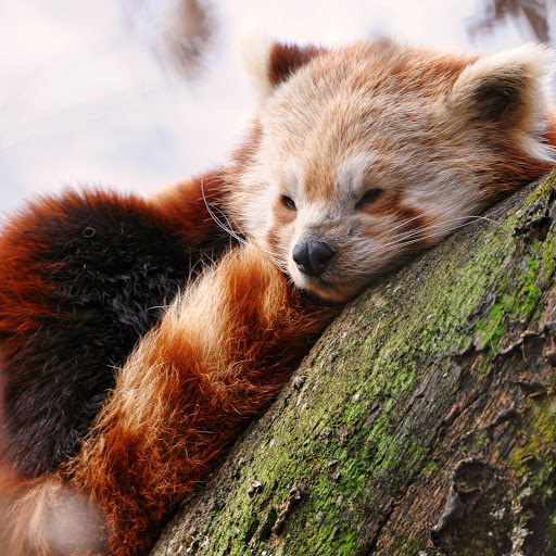 Hd-176757-ascw176757