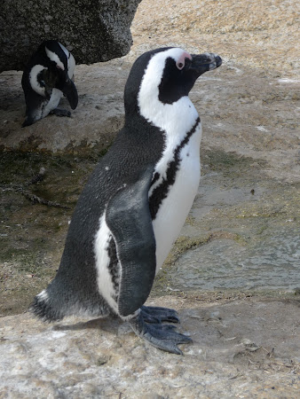 Pinguin Africa de Sud