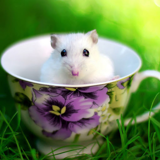 Hd-163978-ascw163978