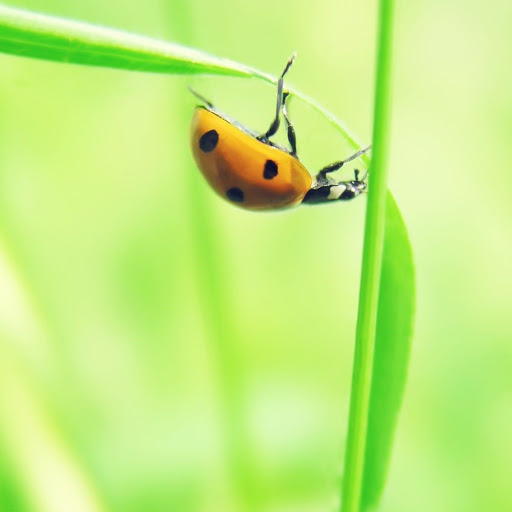 Hd-149365-ascw149365