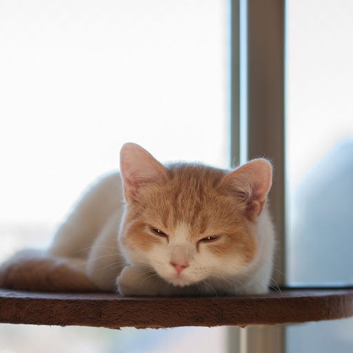 Hd-181613-ascw181613