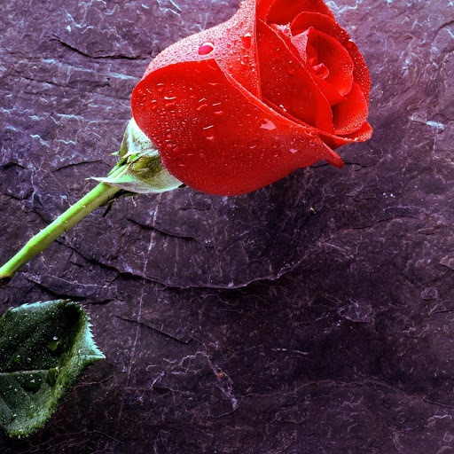 Hd-180229-ascw180229