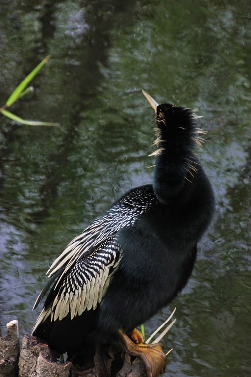 [Bird-Everglades-25.jpg]