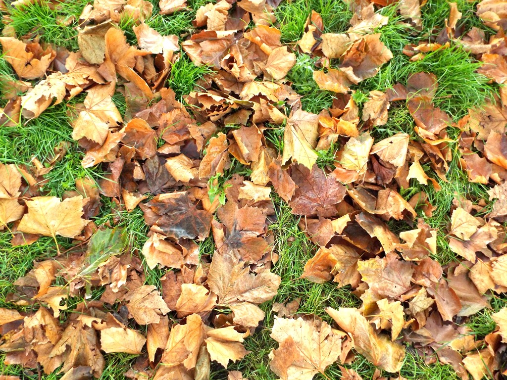 [carpet-of-auntumnal-leaves5.jpg]