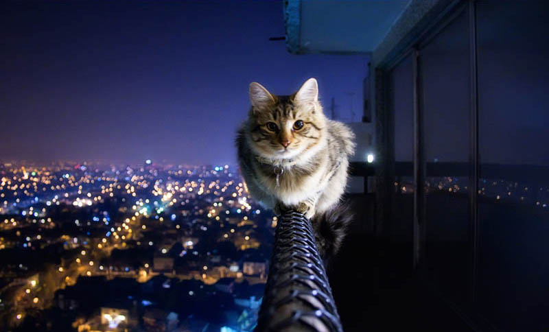Cat siting on ledge of balcony