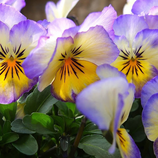 Hd-165986-ascw165986