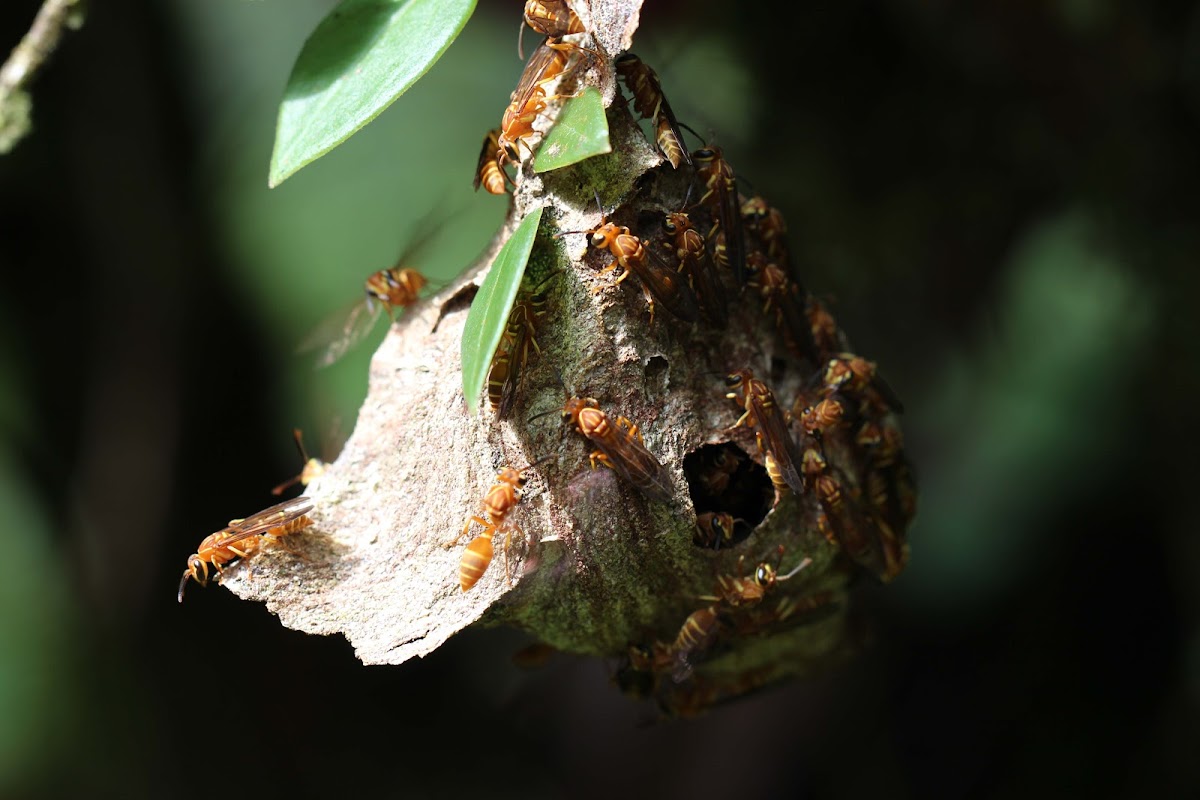 wasp nest