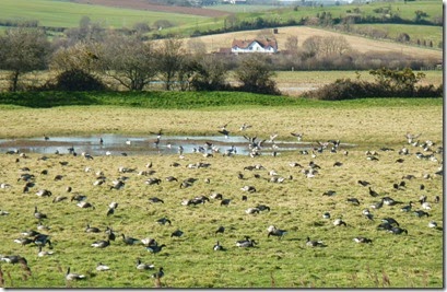 brent geese on marshes