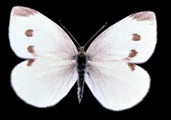 Cabbage-White