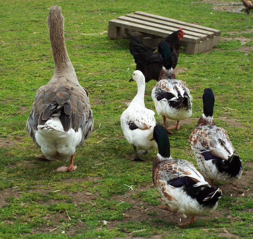 [ducks%2520showing%2520us%2520their%2520best%2520side%2520at%2520aldingbourne%2520country%2520centre%255B5%255D.jpg]