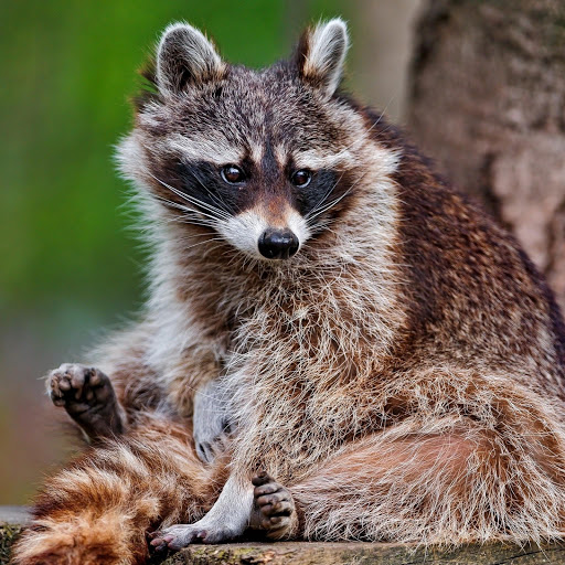 Hd-181093-ascw181093