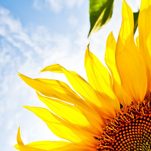 Hd-162466-ascw162466