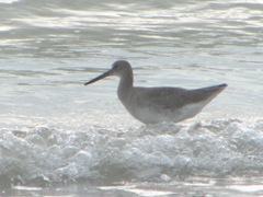 Florida 2013 Naples willet shorebird in surf
