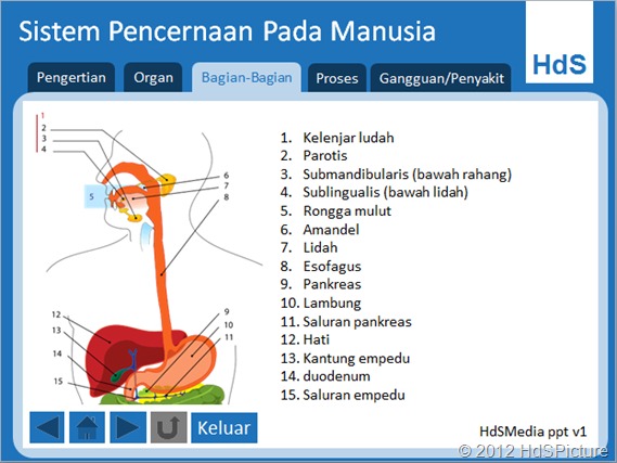 sistem pencernaan pada manusia ppt