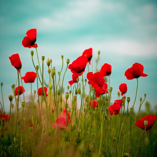 Hd-170253-ascw170253