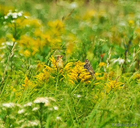 7. bobolinks-kab