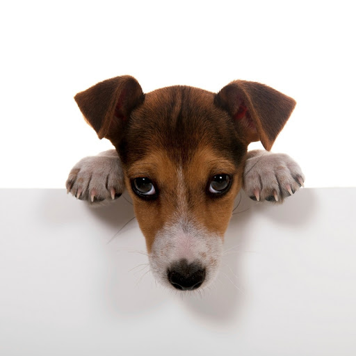 Hd-181006-ascw181006