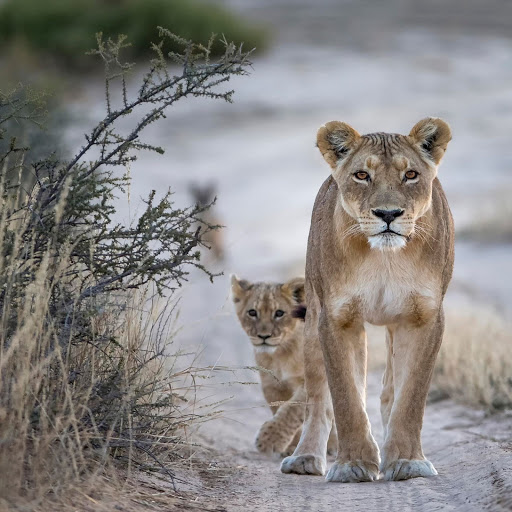 Hd-160979-ascw160979