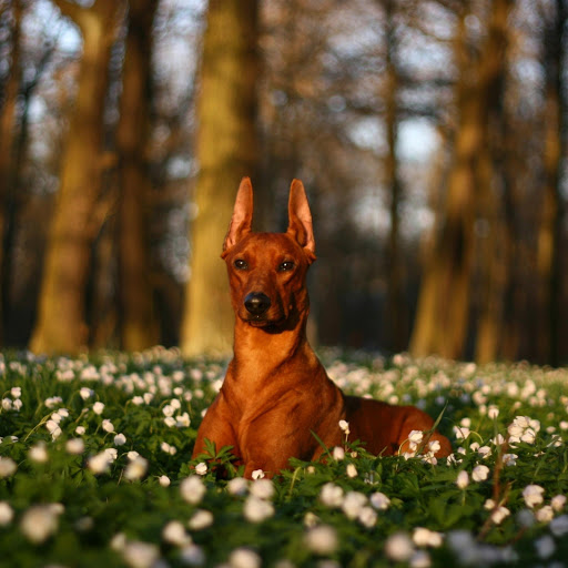 Hd-175804-ascw175804