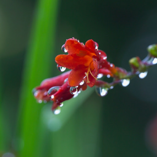 Hd-132701-ascw132701