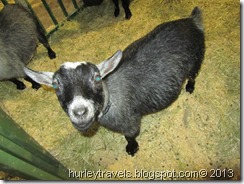 Friendly pygmy goat.