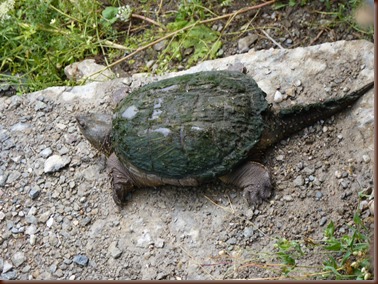 Water Turtle-Manitulin Island ON