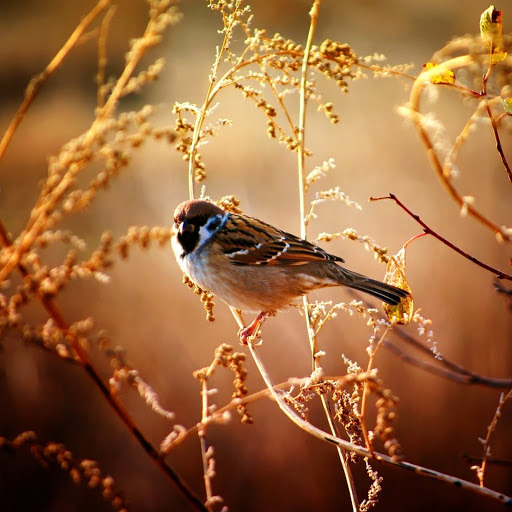 Hd-170856-ascw170856