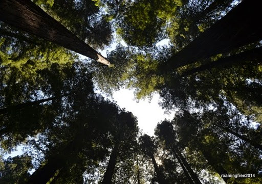 Circle of Redwoods