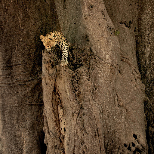 Hd-162114-ascw162114