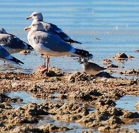 8. gulls and plover-kab