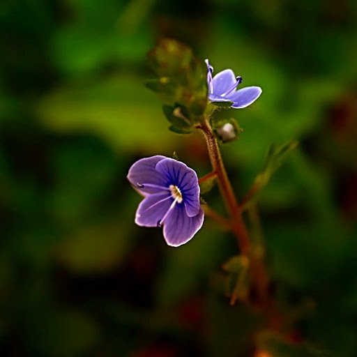 Hd-133567-ascw133567