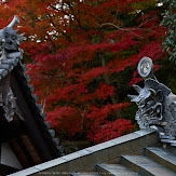 東大寺・紅葉(PK3_0322,85mm,F5.6,K3)2014yaotomi_.jpg