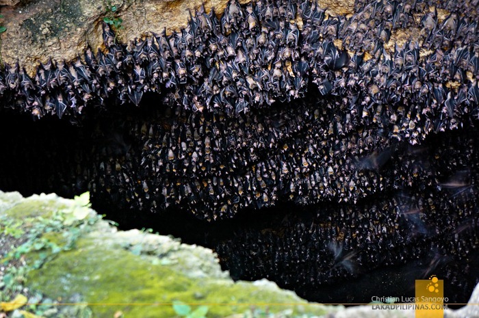 The Monfort Bat Sanctuary at Samal Island