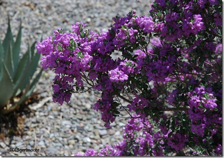 purple bush