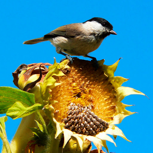 Hd-181326-ascw181326