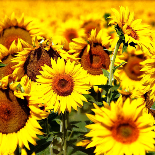 Hd-173741-ascw173741