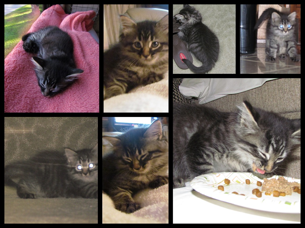 [Baxter-kitten-collage2.jpg]