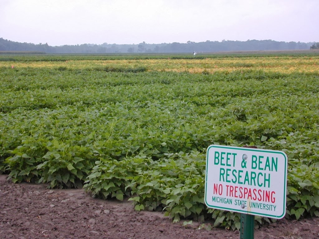 [bean-and-beet-farm%255B4%255D.jpg]
