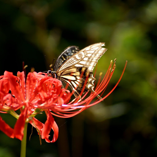 Hd-186014-ascw186014