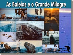 milagre-baleias_thumb[1]