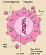 AIDS virus
