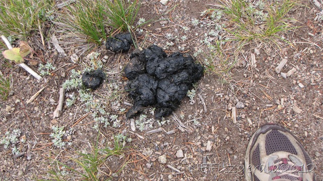 [IMG_2819BearScat%255B9%255D.jpg]