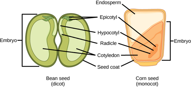 Dicot embryo and Monocot embryo